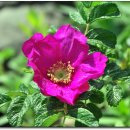 신호당구클럽 이미지