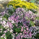 홍삼스파참숯가마사우나 이미지