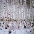 원대리 자작나무숲 이미지