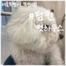 펌킨 펫하우스 서울숲 | 반려견 없어도 OK! &#39;펌킨 펫하우스&#39; 일반 손님으로서 강아지들과 놀기