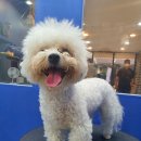 뽀독 애견 미용 이미지