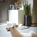 오키도기 이미지