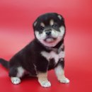 응답하라 몽몽이 이미지