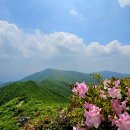 연화 이미지