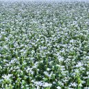 9월정모/하얀소금을 뿌린듯한 봉평메밀꽃밭 이미지