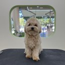 아워퍼피 이미지