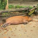 스페셜 하우스 | 에버랜드 사파리월드 스페셜투어 로스트밸리 판다 세컨하우스 스마트줄서기 후기