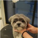 모여라 애견미용 이미지