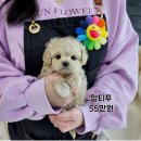 5월의 봄기운 같은 귀염둥이 댕댕이 친구들의 가족이 되어주세요! 이미지