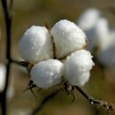 도나플로르 이미지