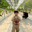 송추농장 | 송추팜 양주 딸기농장 체험후기, 예약팁