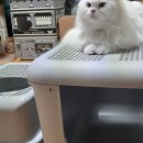 로씨일가