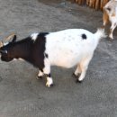 솔염소농장 이미지