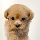 수원강아지분양 드림독 안심분양센터 수원점 이미지