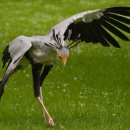 뱀잡이수리 [Secretary bird] 이미지