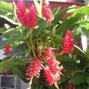 Alpinia purpurata(Red ginger lily) 이미지