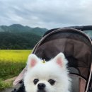 멍멍깍까 이미지