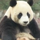 판다곰 이미지