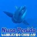 T’STATION 원대점 | 인도네시아 발리 누사렘봉안섬 &amp; 누사페니다섬 다이빙 여행 가는방법 특징 필수 스팟 BIG 5 정보 추천...