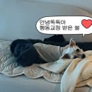 안녕 똑독아 트레이닝센터 안서점 | 천안 안녕똑독아 행동교정 후기 및 비용 내돈내산 2-3회차