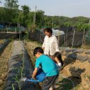 별빛농장 이미지