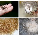 [야생초 편지] 32. 거미 – 날씨가 더울수록 활개 치는 동물 이미지