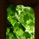 나무와 새 이미지