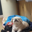 올해는 김치 동냥~ 이미지