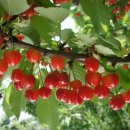 별이&체리 이미지