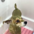 애니멀 살롱 이미지