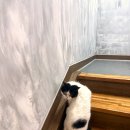 강아지 그리다 네이버블로그