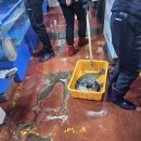 보성상회수산 | 강서수산시장(광주상회)도다리 세꼬시1kg4만!(참치|참다랑어뱃살5만!)