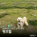 견달산로 | 일산 애견수영장 펫츠힐 소형견 다이빙 성공 솔직후기