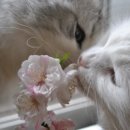 알레그레 이미지