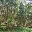 상관편백숲 쉼터 이미지