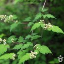 쪽동백 융단 밟고 족도리풀 눈 맞추는 꽃길, 남양주 천마산 이미지