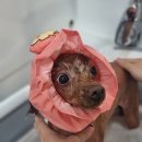 호다닥쑥 이미지