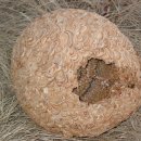 노봉방 말벌효능 이미지