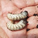 김홍태농장 이미지