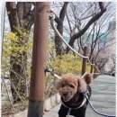 코코림 이미지