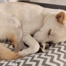 행복하댕 이미지