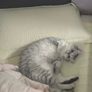 스마일동물의료센터 이미지