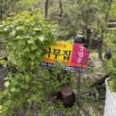 소나무떡집