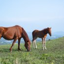 강아지랑고양이 이미지