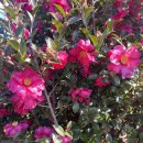 훈식 | 제주도 동백꽃 신상스팟 훈식이네동백밭 후기