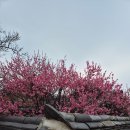 남평문씨본리세거지 주차장 | 남평문씨본리세거지 홍매화 주말 방문 후기 주차 꿀팁