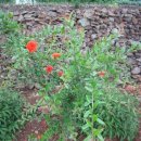 온새미로민박 이미지