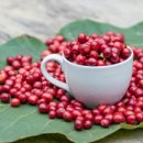 체리콩커피 이미지