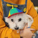 멍실 | 청주애견유치원 멍실유치원 까미 맡기고 온 후기