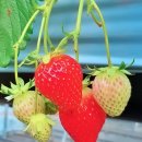 수곡농장 이미지